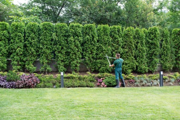 Best Arborist Consultation Services  in Coachella, CA