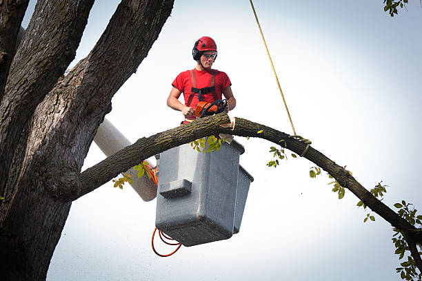 Best Hedge Trimming  in Coachella, CA